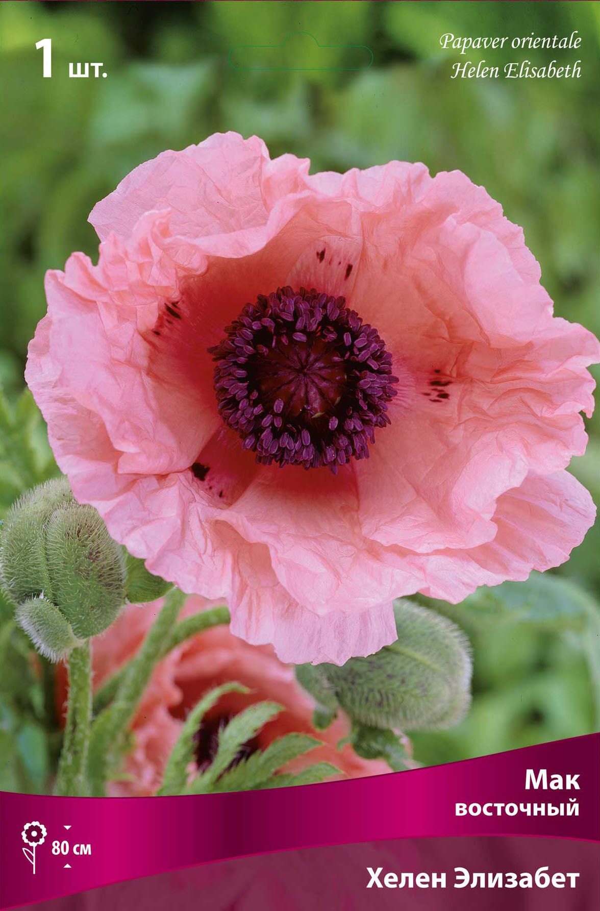 Мак декоративный pink pearl. Мак (Papaver) Helen Elizabeth. Мак Восточный 'Helen Elizabeth'. Мак Восточный (Papaver orientale) Хелен Элизабет. Мак Восточный Распберри куин.